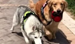 狗狗最新爆料视频大全集,萌宠瞬间，笑料横生